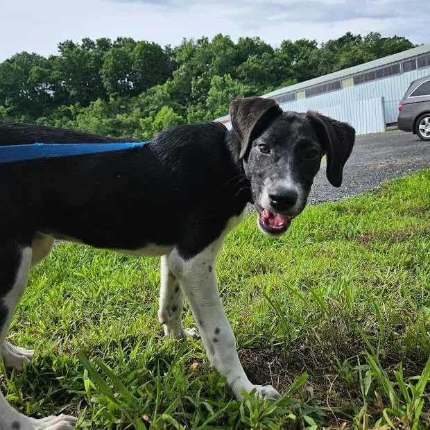 A baby medium-sized female Black Labrador Retriever dog named Esther for adoption in Chicopee, MA