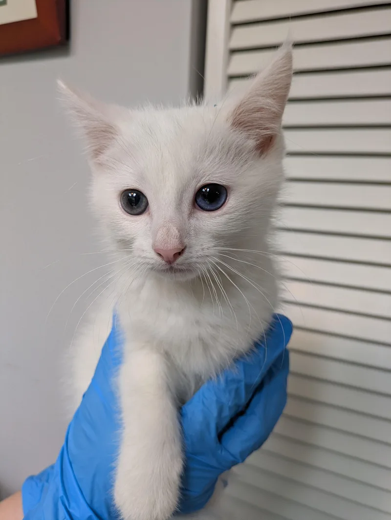 A baby medium-sized male White Domestic Short Hair cat named White Male for adoption in Haddon Heights, NJ