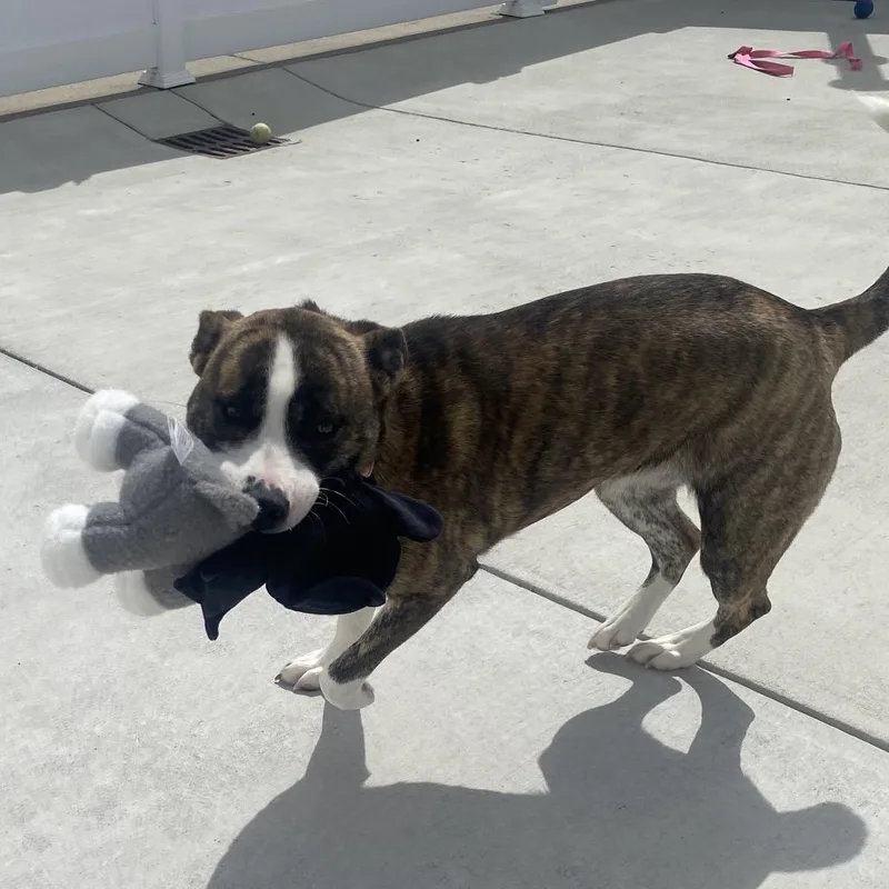 An adult medium-sized female Brindle Mixed Breed dog named Barbie for adoption in Harrisonburg, VA