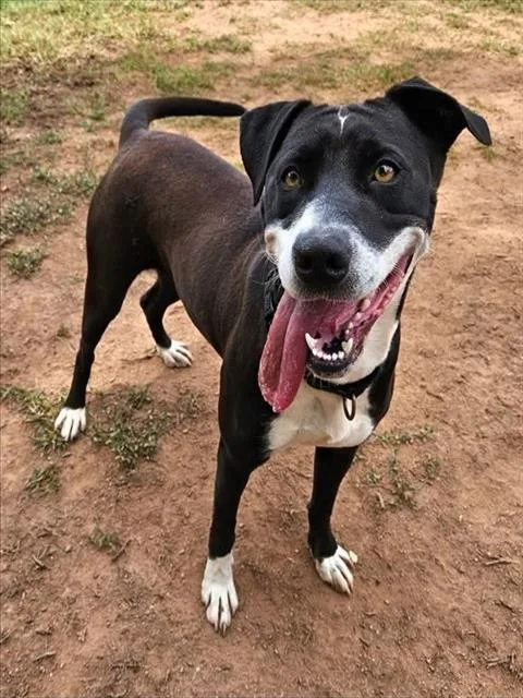 A young large-sized female American Staffordshire Terrier dog named Penny for adoption in York, SC