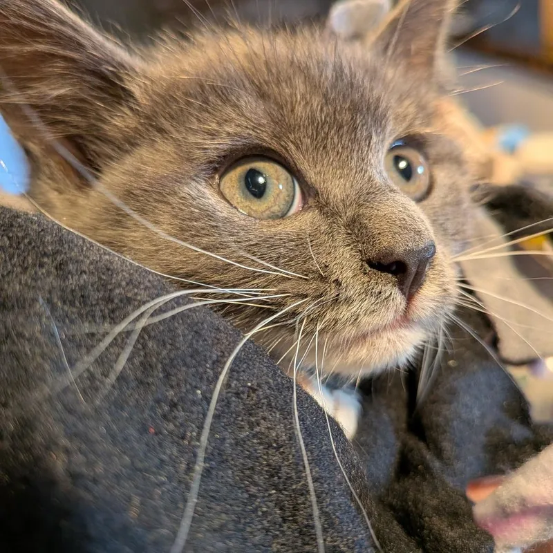 A baby small-sized male Gray / Blue / Silver Domestic Medium Hair cat named Thunder for adoption in Fairfax Station, VA