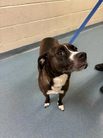 A young large-sized female Mixed Breed dog named Ladybird for adoption in West Palm Beach, FL