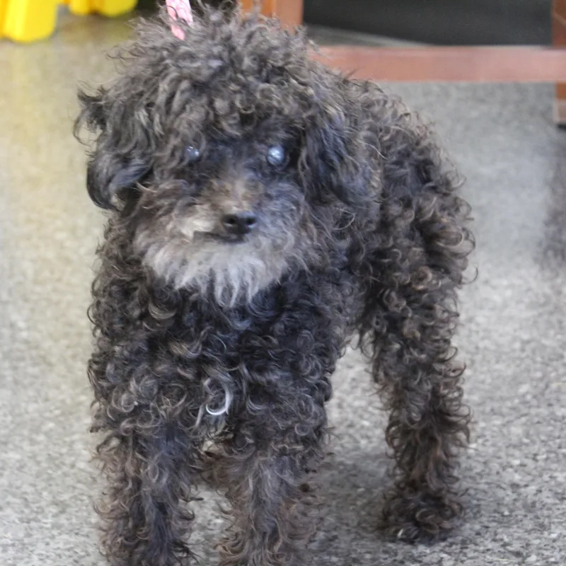 A senior small-sized female Miniature Poodle dog named Maddy for adoption in Heath, OH