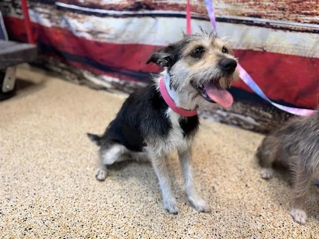 A young small-sized female Terrier dog named Dora for adoption in Miami, FL