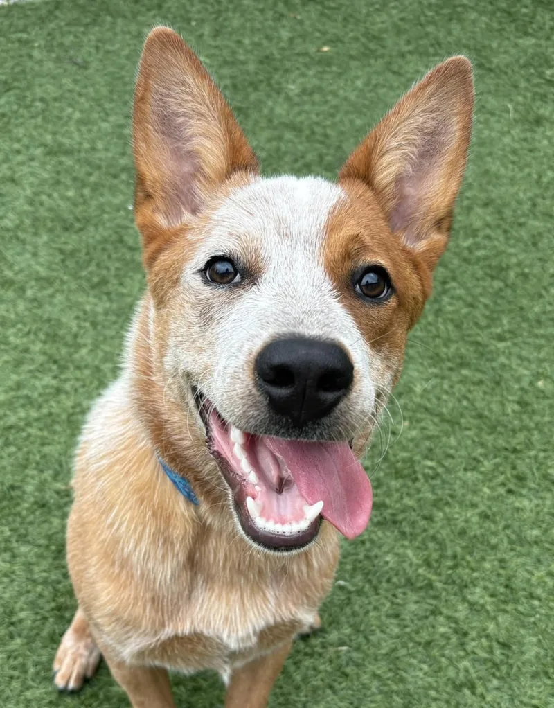 A baby medium-sized male Yellow / Tan / Blond / Fawn Australian Cattle Dog / Blue Heeler dog named Rocky for adoption in Norwalk, CT