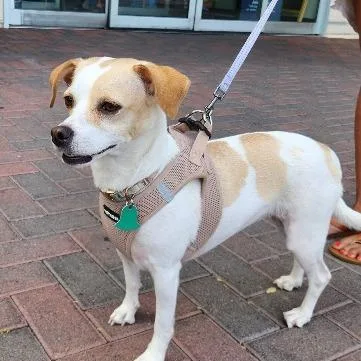 An adult small-sized female Dachshund dog named Noli for adoption in Las Vegas, NV
