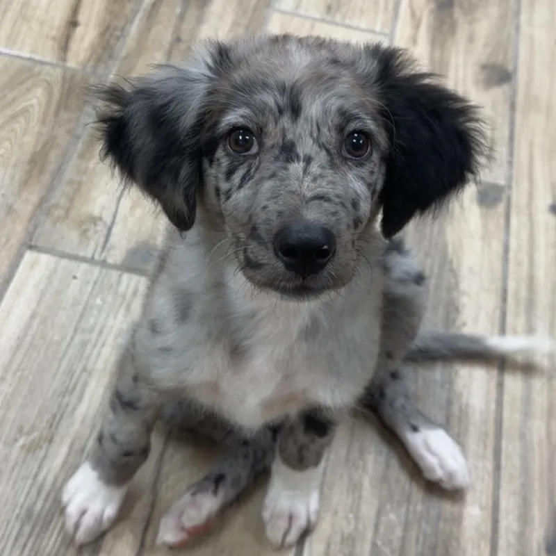 Dottie