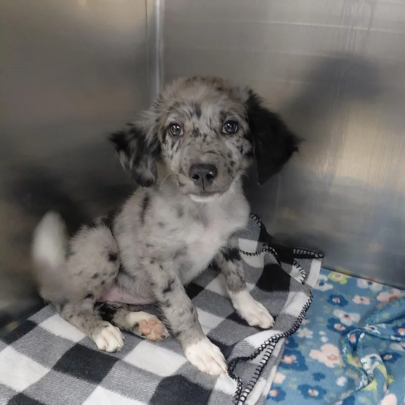 Dottie thumbnail 2