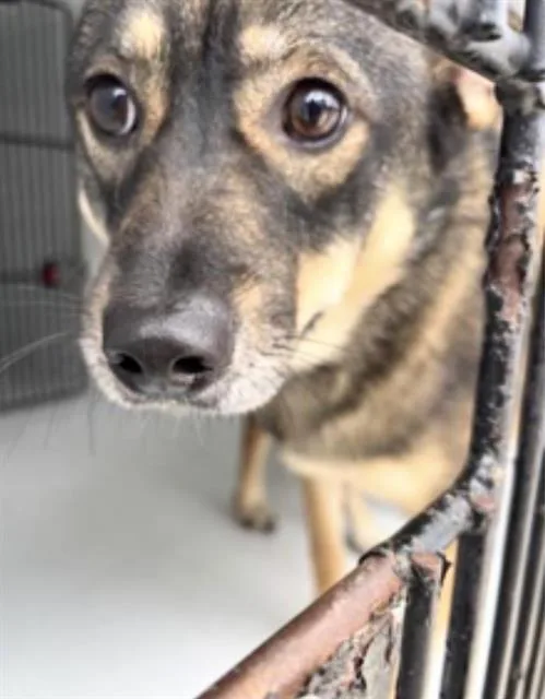 A young large-sized female German Shepherd Dog dog named Bella for adoption in Houston, TX