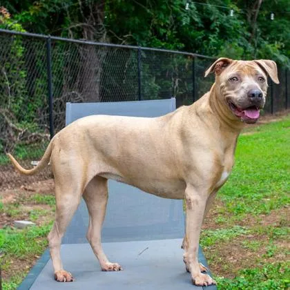 An adult large-sized female Mixed Breed dog named Kookies for adoption in Chamblee, GA