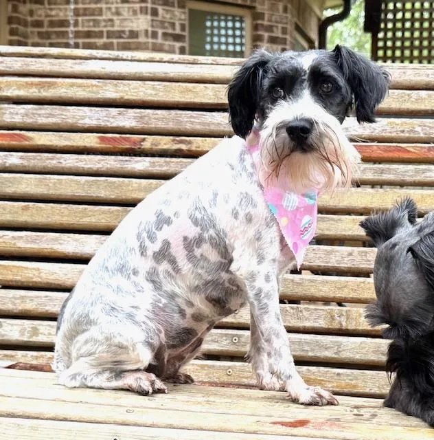 Lady  With Tramp thumbnail 2