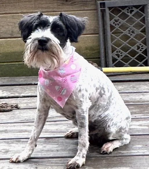 Lady  With Tramp thumbnail 4