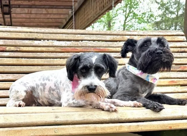 Lady  With Tramp thumbnail 5