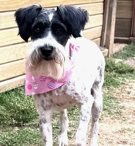 Lady  With Tramp thumbnail 6