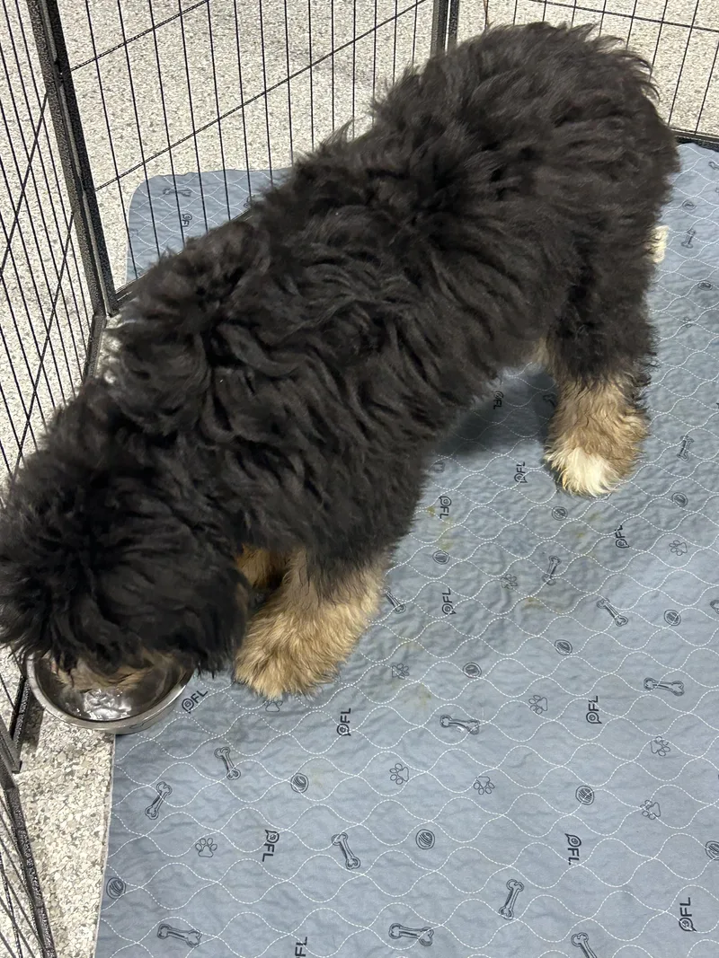 Teddy. Full size. thumbnail 3