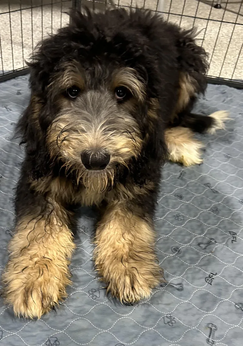 Teddy. Full size. thumbnail 5