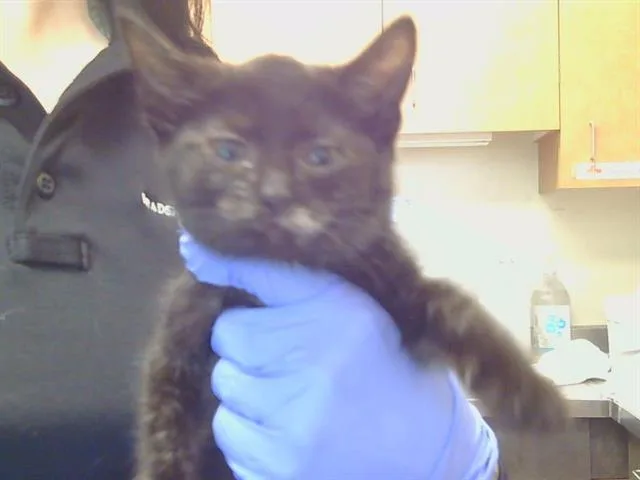 A baby small-sized female Domestic Short Hair cat named Rolly for adoption in Sacramento, CA