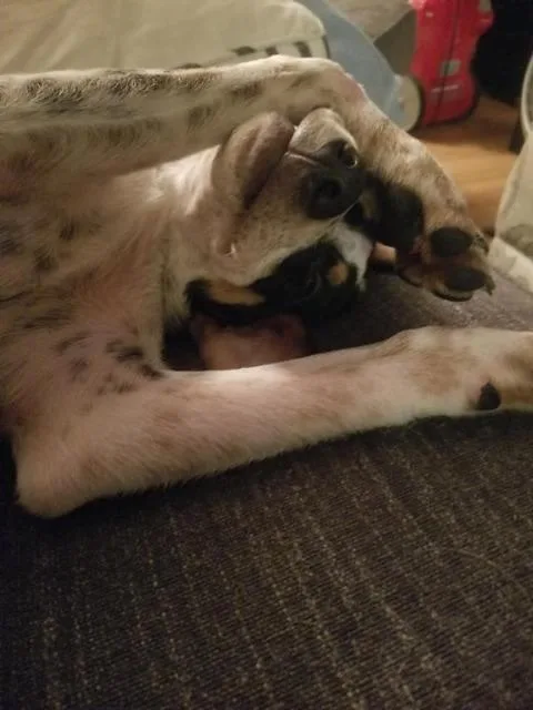 An adult large-sized male Mixed Breed dog named Speckles for adoption in Fond Du Lac, WI