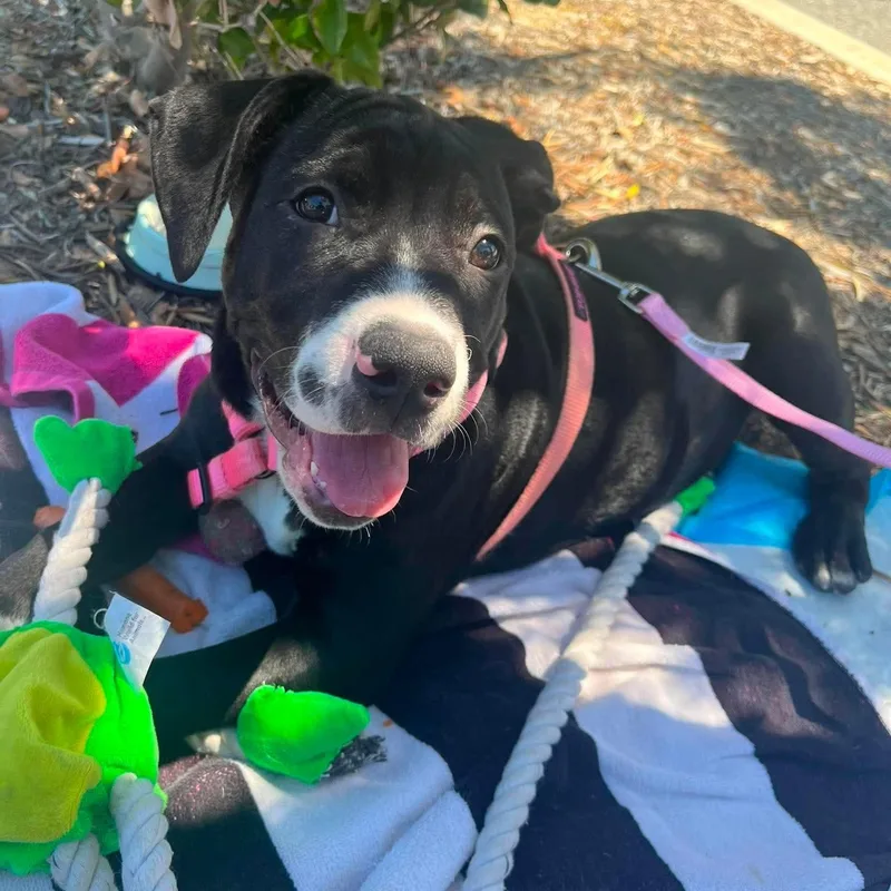 A baby medium-sized female Black Pit Bull Terrier dog named Molly for adoption in Seal Beach, CA