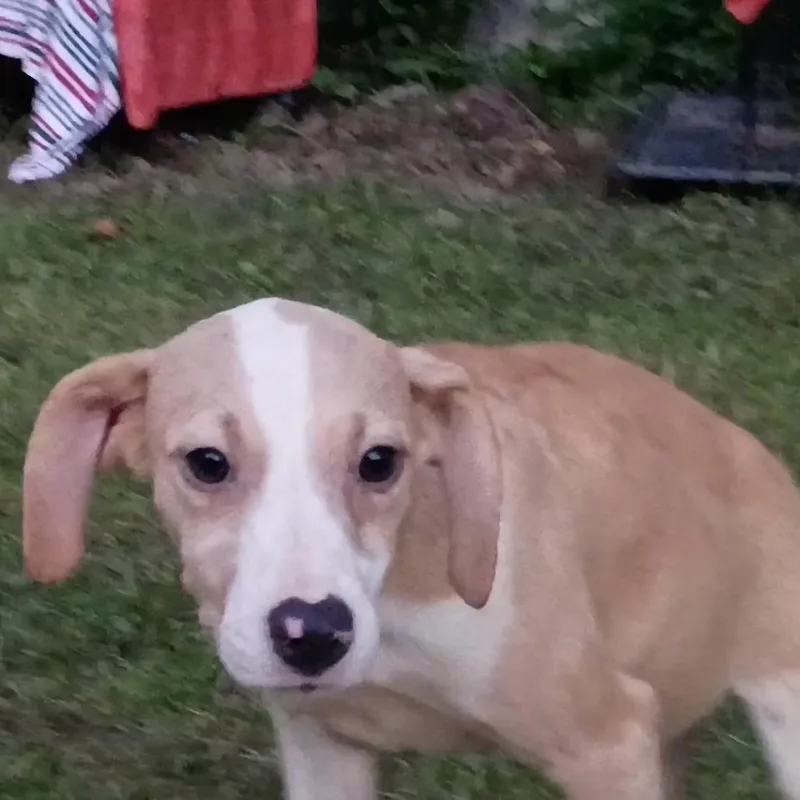 A baby medium-sized female Red / Chestnut / Orange Vizsla dog named Morgan for adoption in Lima, OH