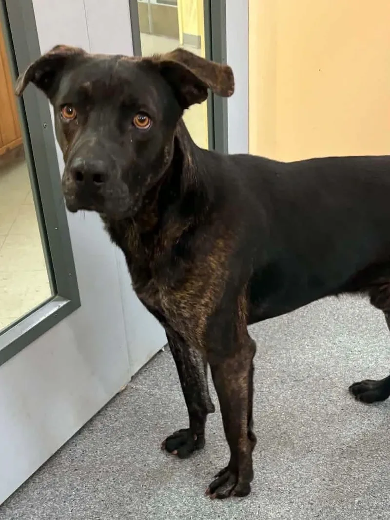 An adult medium-sized male Pit Bull Terrier dog named Myers for adoption in Covington, VA
