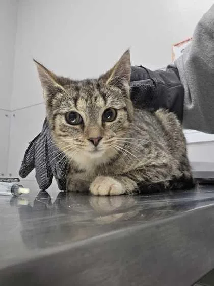 An adult medium-sized male Domestic Short Hair cat named Rancher for adoption in Sevierville, TN