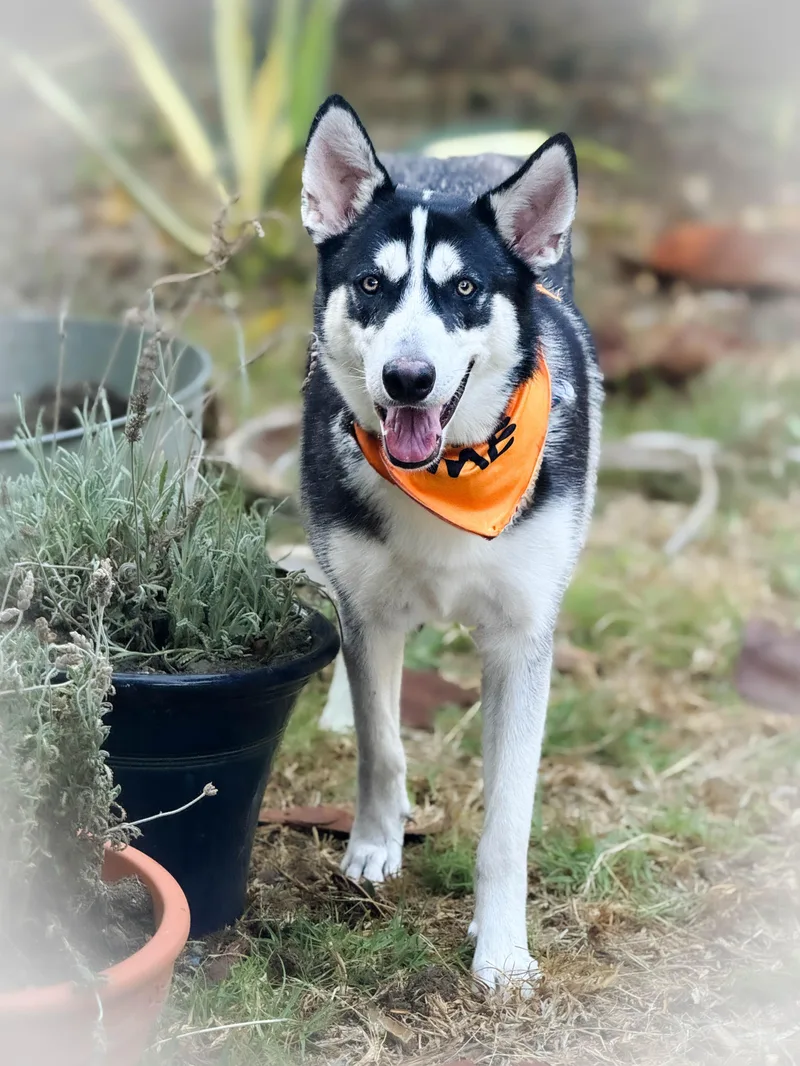 An adult large-sized female Husky dog named Lilly for adoption in Torrance, CA