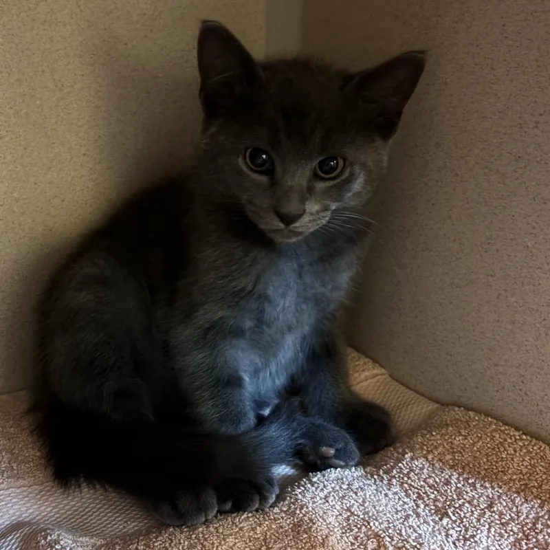 A baby small-sized male Gray / Blue / Silver Domestic Short Hair cat named Space Angel for adoption in Providence, RI