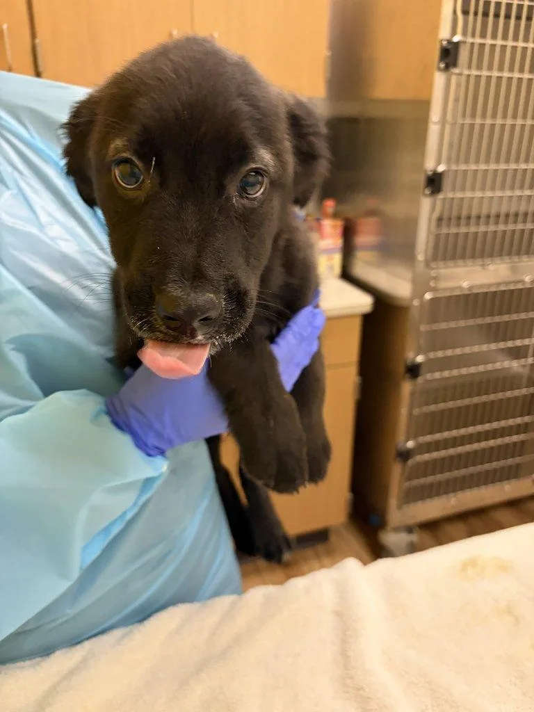 A baby small-sized male Black Mixed Breed dog named Zeke for adoption in Raleigh, NC