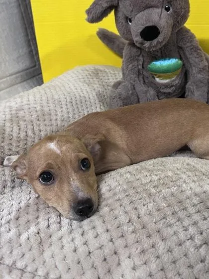 A baby medium-sized female Terrier dog named Sussana for adoption in Houston, TX