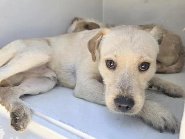 A young medium-sized male Parson Russell Terrier dog named Magic for adoption in Houston, TX