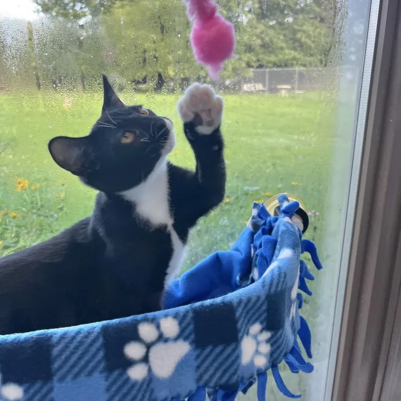 A baby small-sized male Black Domestic Short Hair cat named Dunkin for adoption in Owosso, MI