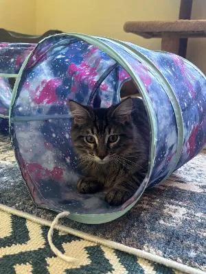 A baby medium-sized male Tabby (Brown / Chocolate) Domestic Long Hair cat named Frederico for adoption in Mokena, IL