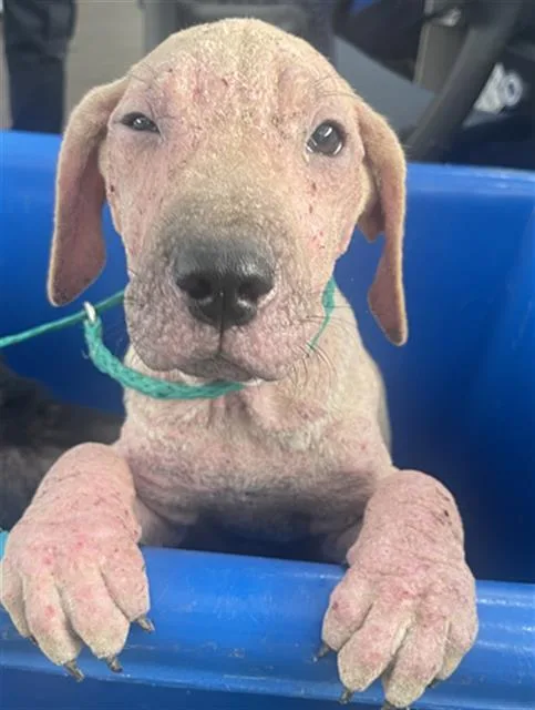 A baby medium-sized female Mixed Breed dog named Iris for adoption in Dallas, TX