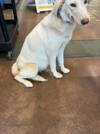 A young medium-sized female Labrador Retriever dog named Angela for adoption in Van Nuys, CA