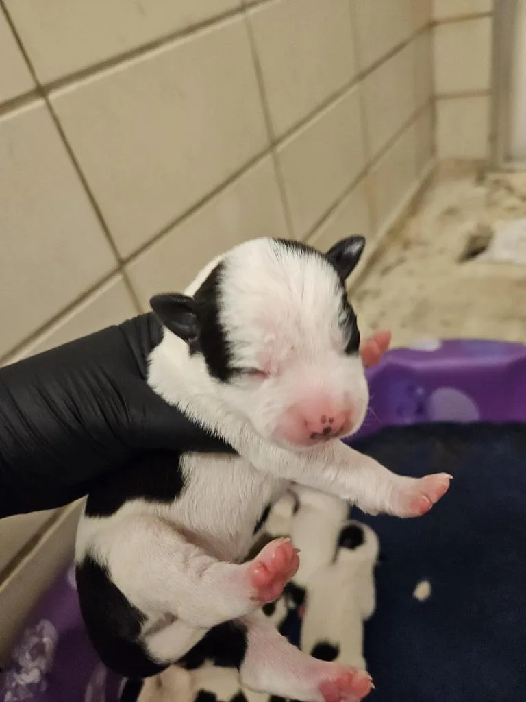 Rosie thumbnail 4