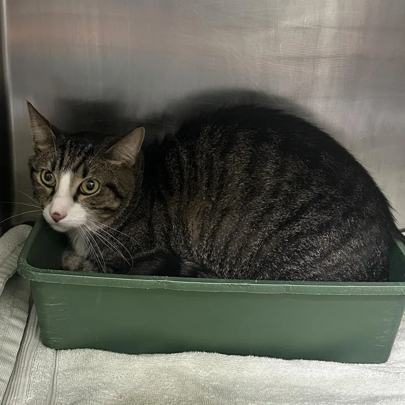 An adult large-sized male Brown / Chocolate Domestic Short Hair cat named Chewy for adoption in Warrensburg, MO