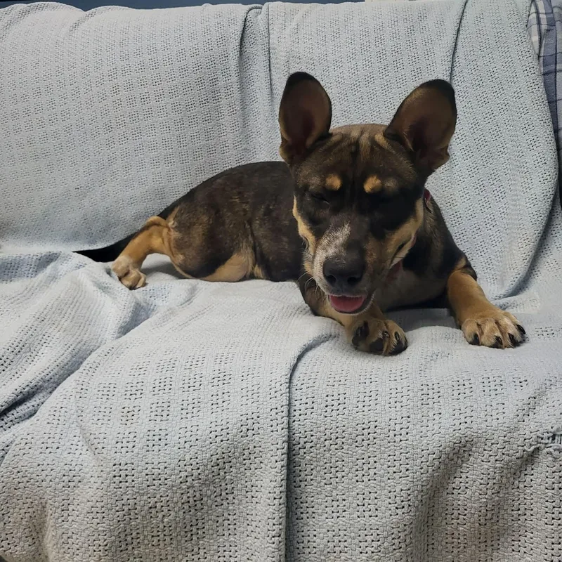 A young medium-sized female Bicolor Australian Kelpie dog named Tova for adoption in Sunderland, MD