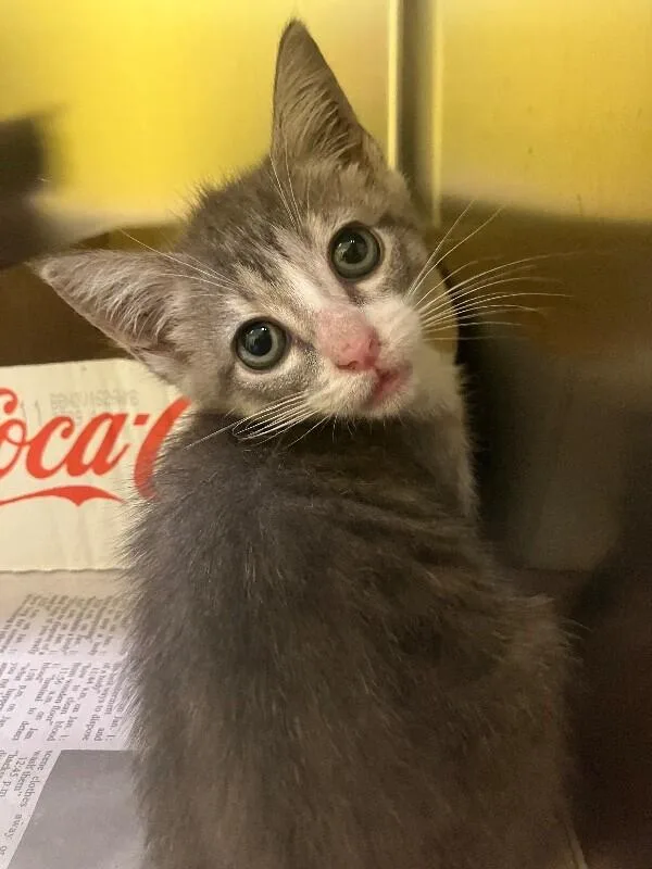 A young medium-sized male Domestic Short Hair cat named Salsa for adoption in Jackson, TN