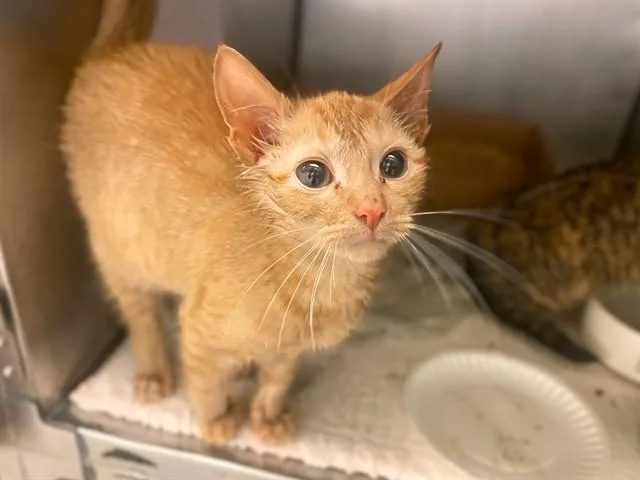 A baby small-sized male Domestic Short Hair cat named Hairy Pawter for adoption in Fort Wayne, IN