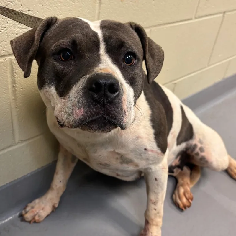 An adult medium-sized female White / Cream Mixed Breed dog named StraythStreet for adoption in Columbus, GA