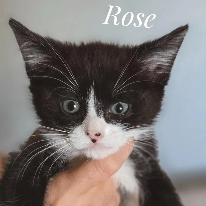 A baby small-sized female Black Domestic Short Hair cat named Rose for adoption in Las Vegas, NV