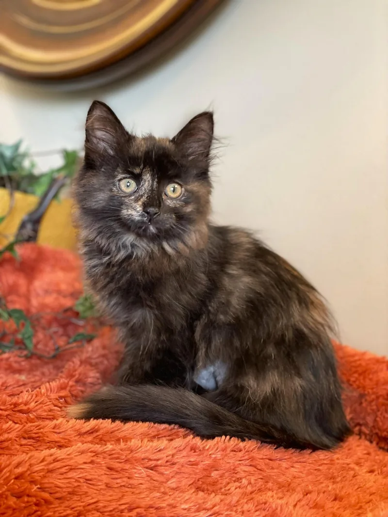 A baby medium-sized female Tortoiseshell cat named Danika for adoption in Taylor, MI