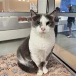 A senior large-sized male Gray & White Domestic Short Hair cat named Milo for adoption in Hilliard, OH