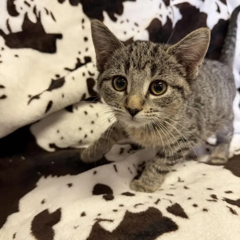A baby small-sized female Brown / Chocolate Domestic Short Hair cat named Rice Krispies for adoption in Buffalo, MN