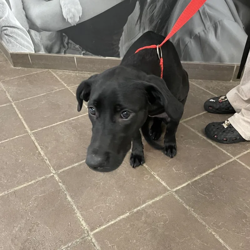 A young medium-sized female Black Mixed Breed dog named Chikorita for adoption in Columbus, GA