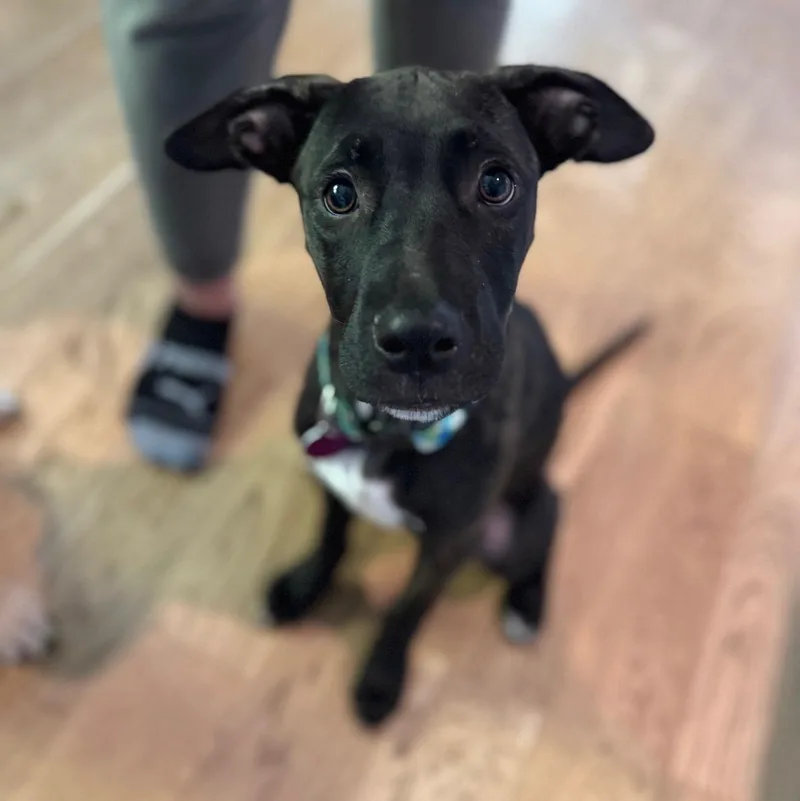 A baby medium-sized male Shepherd dog named Jack for adoption in Cedarburg, WI