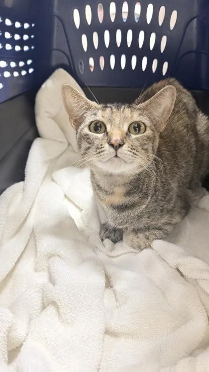 An adult small-sized female Domestic Short Hair cat named Penny for adoption in Honolulu, HI
