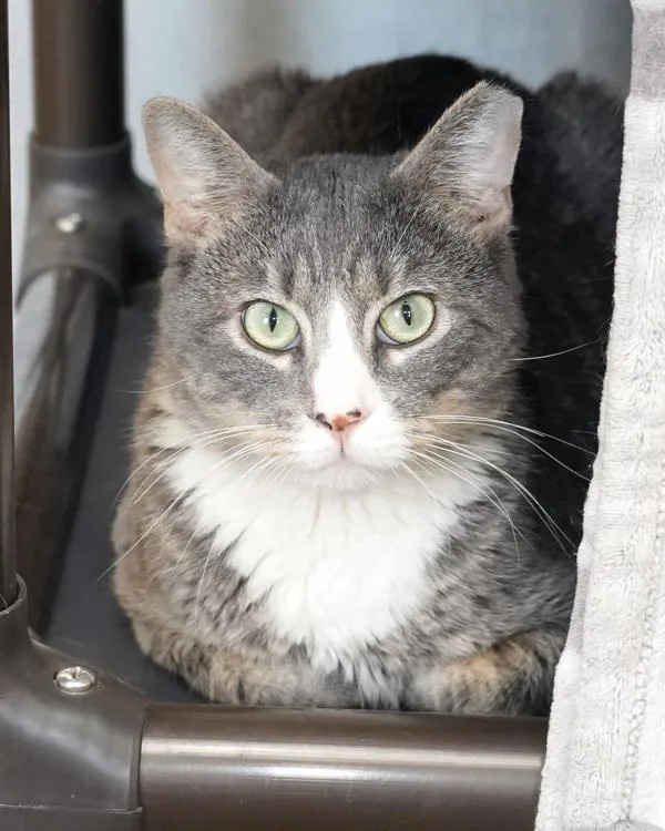 A young small-sized male Domestic Medium Hair cat named Colin for adoption in Novato, CA