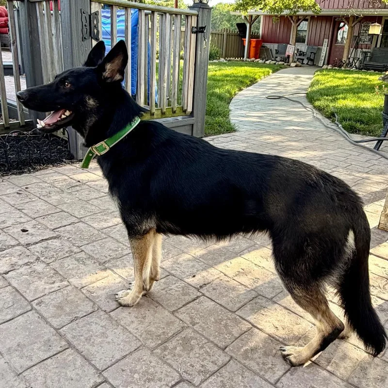 A young medium-sized female Black German Shepherd Dog dog named Sheba Very Loyal And for adoption in Kokomo, IN